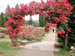 rose garden