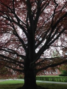 Oak tree on the Schön-Klinik hospital grounds - photograph taken earlier today